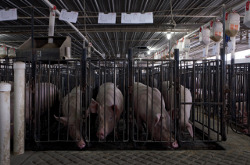 猪在狭窄的板条箱里伸着鼻子。人类学家亚历克斯·布兰切特(Alex Blanchette)在他的著作《猪肉城》(Porkopolis)中，深入研究了一个猪肉生产公司所在地的工人和动物的生活
