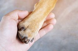 一个人手里拿着一只狗的爪子