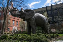 两座学术建筑面前的大象雕像织机，其中一个人将容纳高兴的中心