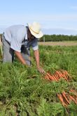 农场工人戴着遮阳帽，弯着腰在一大片田地里收割胡萝卜