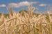 黑麦麦子茎在一个晴天。塔夫茨弗里德曼营养科学学院的专家提供了个人可以缩小碳足迹的方式